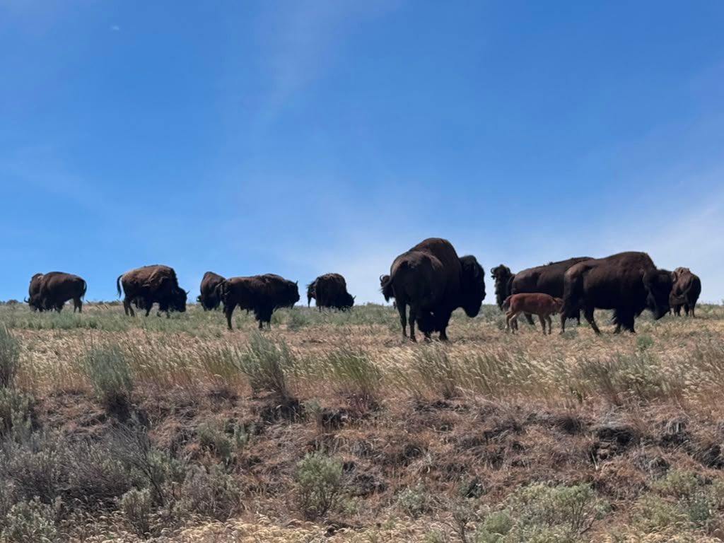 Bison herd on the grassland