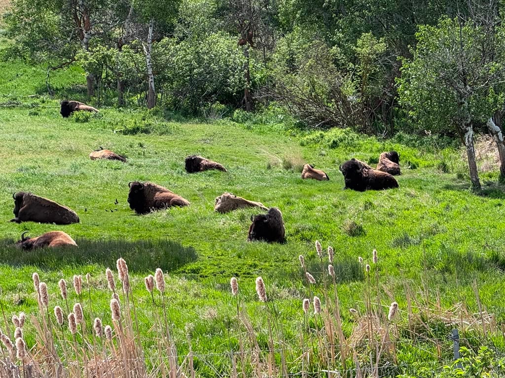 Bison in a green meadow