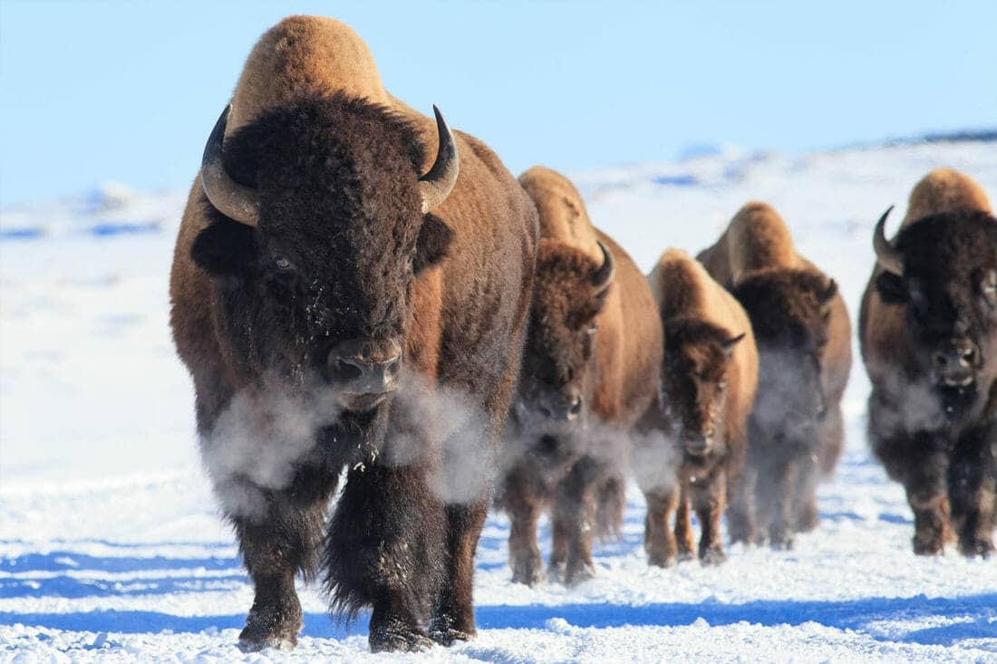 Bison herd charging through snow in winter