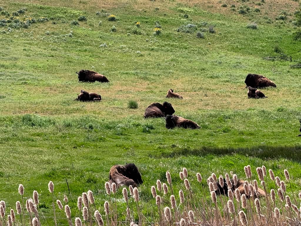 Ranch landscape