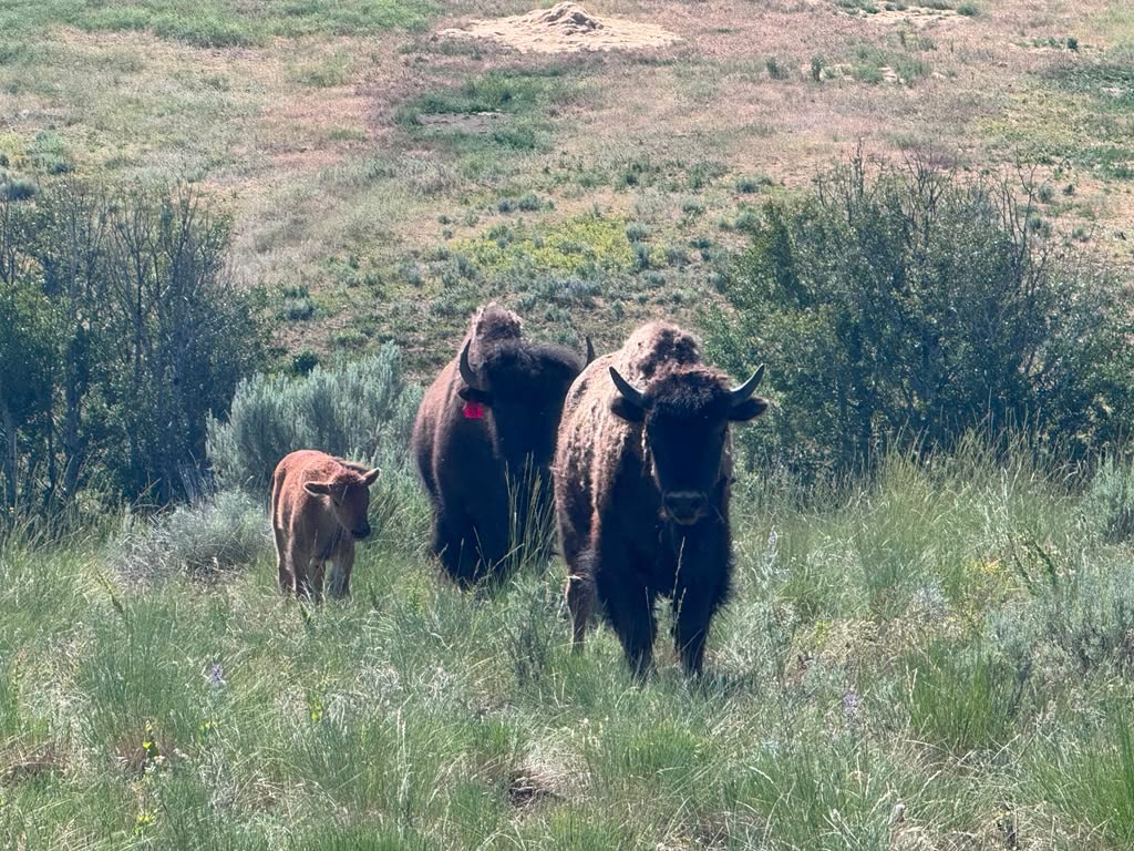 Ranch scenery